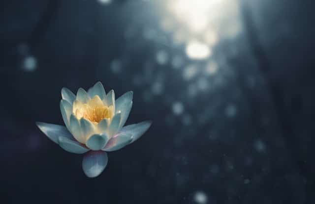 fleur de lotus